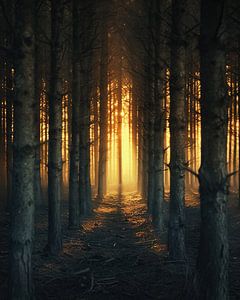 Romantisches Licht im Wald