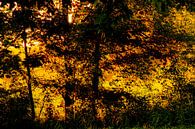 Goldener Wald von Niek Traas Miniaturansicht