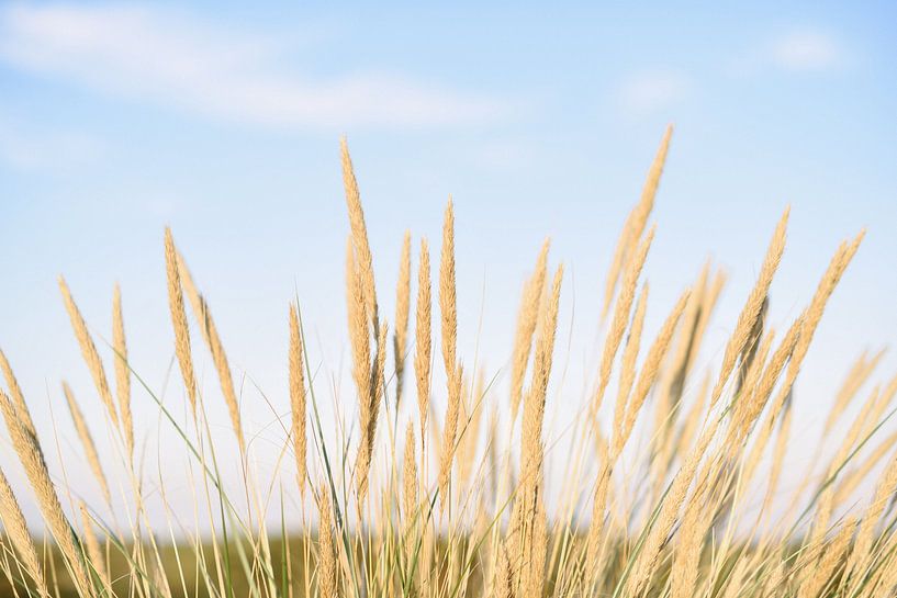 Dune grass on the beach IIII | Bloemendaal aan Zee | Netherlands by Mirjam Broekhof