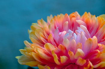 Magnifique gros plan d'un dahlia