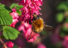 Hommel by Fouchienus Molema