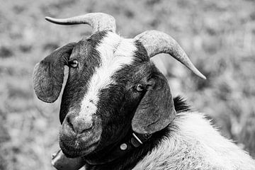 Moutons aux yeux de chien sur kuh-bilder.de