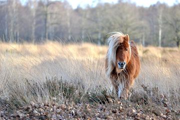 Wilde pony van Anouk Hemmink