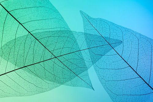 Kleurrijke skeletbladeren