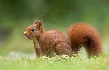 Squirrel  sur Menno Schaefer