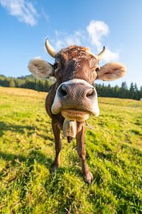 Douce vache de l'Allgäu avec vue sur le Grünten
