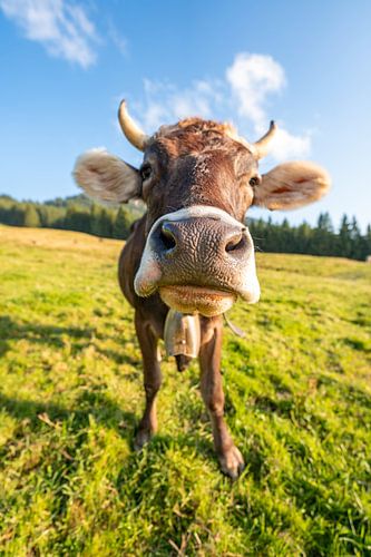 Schattige Allgäuer koe met uitzicht op de Grünten