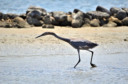 Roodhalsreiger in Curaçao