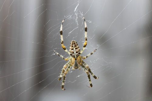 Garden Spider