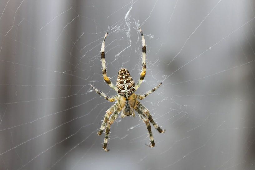 Garden Spider by Milovic Adema