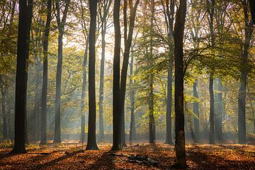Lever de soleil avec brume dans la forêt de hêtres sur l'Utrechtse Heuvelrug - Pays-Bas sur Sjaak den Breeje