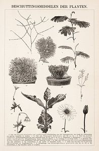 Botanische prent Beschuttingsmiddelen der planten van Studio Wunderkammer