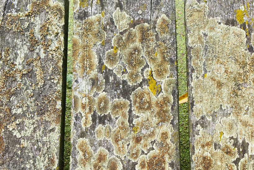 Moldy boards by BDG pics