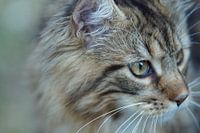 Katze