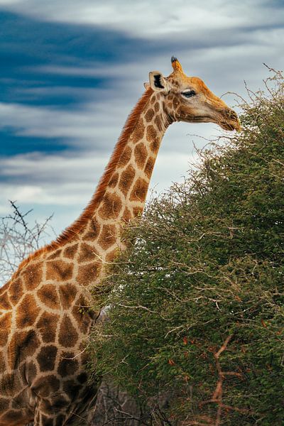 Large African Giraffe in Namibia, Africa by Patrick Groß