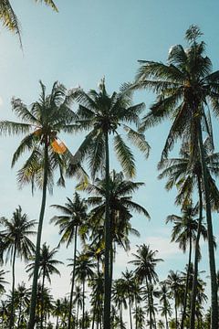 Palmbomen bos | reisfotografie print | Lombok Indonesië van Kimberley Jekel