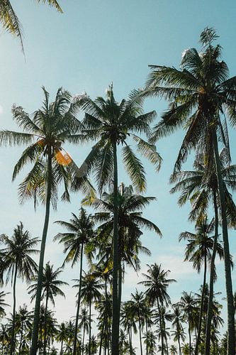 Palmbomen bos | reisfotografie print | Lombok Indonesië