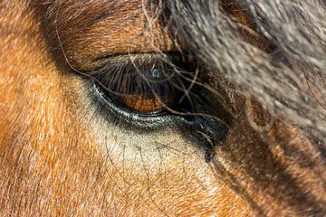 Belgian horse