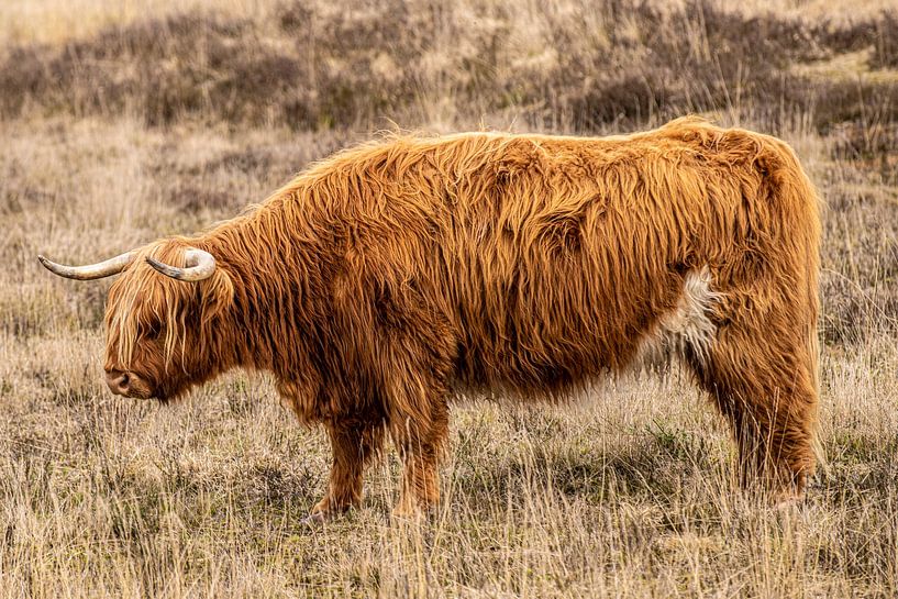 Scottish Highlander Cow by Brian Morgan