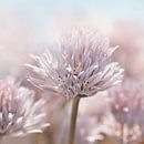 Chive blossom , Allium by Violetta Honkisz thumbnail