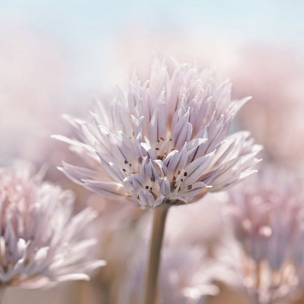 Chive blossom , Allium by Violetta Honkisz