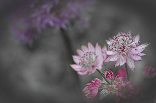 Stervormige schermbloemen