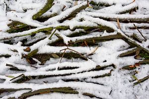 Besneeuwde takken