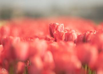 champ de tulipes (région des bulbes) sur cd_photography
