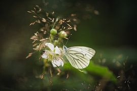 Lesser veined white on a blossom in tall grass by Ruud Overes