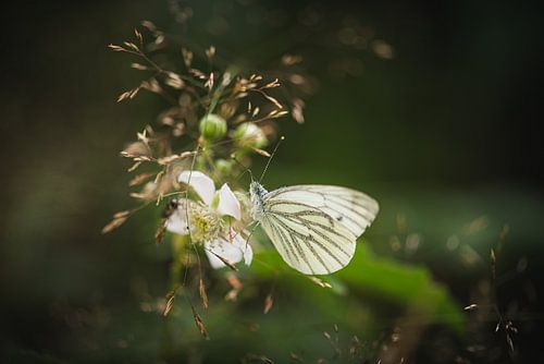 Klein geaderd witje op een bloesembloem in het hoge gras