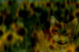 ANIMALS : KITTEN HIDE by Photoart-Naegele