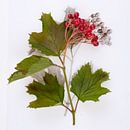 Botanica VI Viburnum van Niek van Schie thumbnail