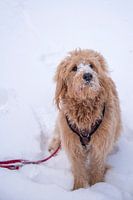Hond zittend in de sneeuw, Mini Goldendoodle