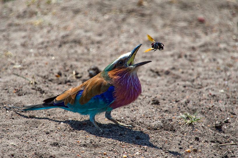 Lila Borst Roller van Peter Michel