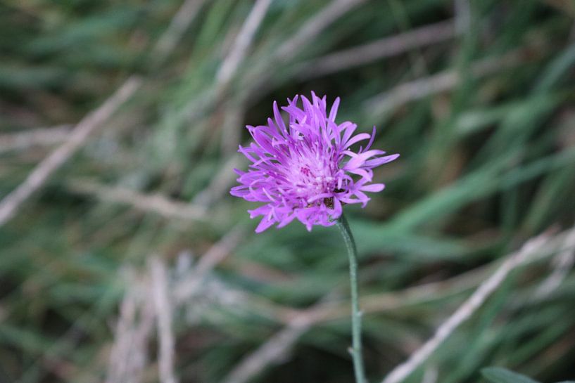 Purple Flower by Rosalie Broerze