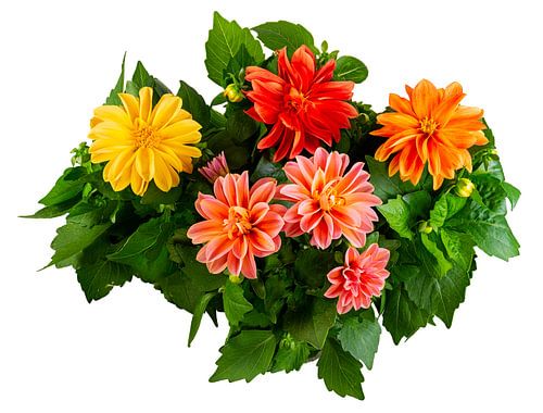 Dahlia bloemen op een witte achtergrond