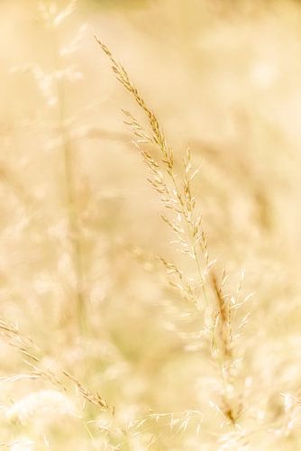 Tiges d'herbe dorées sur FotoSynthese