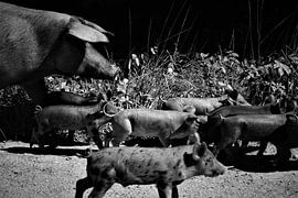 Free pigs by Hannelore