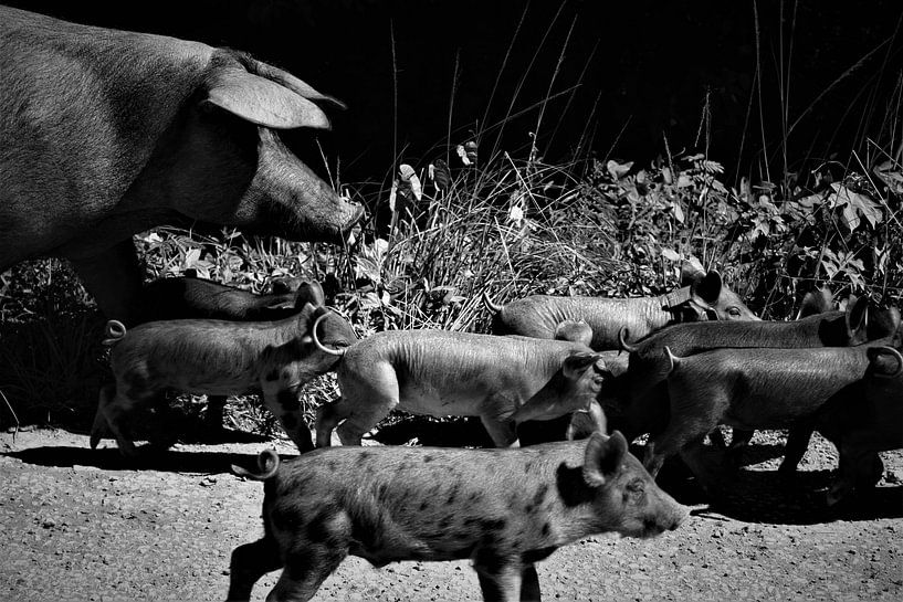 Freie Schweine von Hannelore