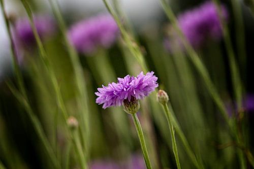 Lilas Bleuet