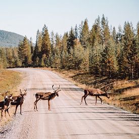 Kudde overstekende rendieren in het noorden van Zweden | Reisfoto van Expeditie Aardbol