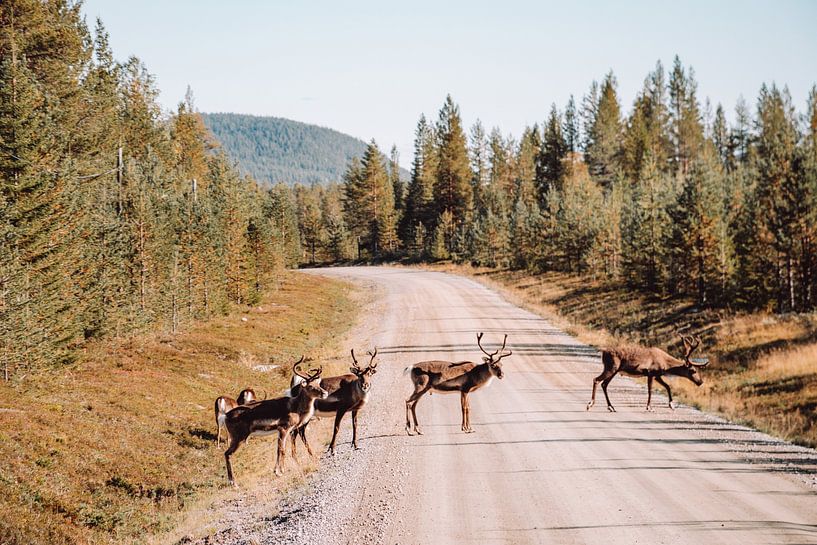 Crossing reindeer in Swedish Lapland by Expeditie Aardbol