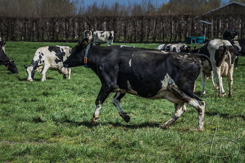 Cheerful jumping cow by Tina Linssen