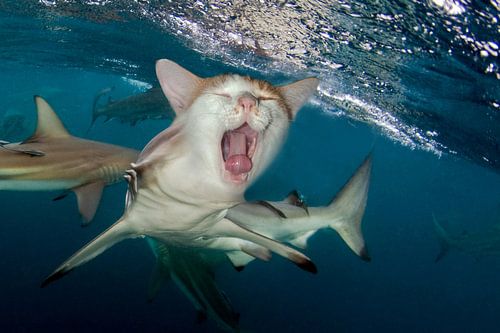 gapende kat haai