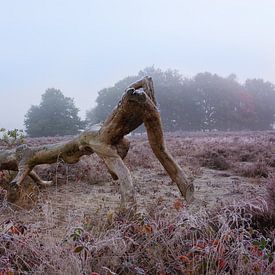 Fading purple von Ronald Stultiens