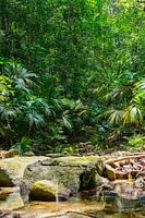 Waterfall in the jungle