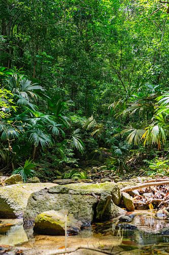 Waterfall in the jungle