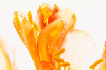 Clivia in ijs 1 van Marc Heiligenstein