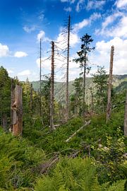 Bannwald am Feldberg von Jürgen Wiesler