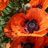 Leuchtend rote Blütenblätter der Mohnblumen von Adriana Müller